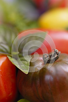 Mixed tomatoes and basil leaves.