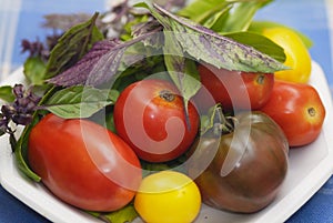 Mixed tomatoes with Purple and Green basil leaves.