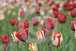 Mixed tulips in a garden