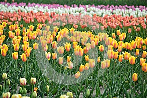 Mixed Tulips at Windmill Island Tulip Garden