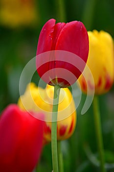 Mixed Tulips at Window on the Water Front in Holland