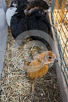 Mixed variety of adolscent hen chicks in chicken run