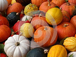 Mixed variety of Pumpkins decoratively arranged. Harvest time.