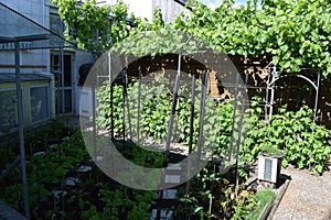 mixed vegetable garden in the Eifel with vine and raspberry