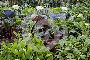 Smíšený zeleninový rostliny 