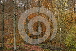 Mixed woodland in autumn