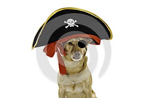 MIXEDBREED DOG DRESSED IN A PIRATE HALLOWEEN OR CARNIVAL COSTUM