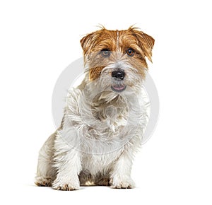 Mixedbreed dog with jack russel terrier, sitting, panting