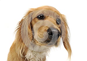 Mixedbreed dog portrait in white background