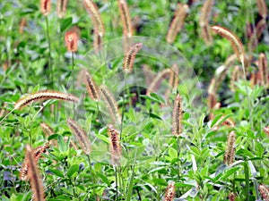 Mixing Crop Grasses for Livestock increases yield