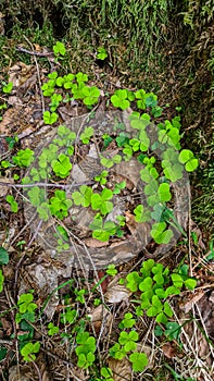 Mixnitz - A filed of shamrocks in nature for good luck photo