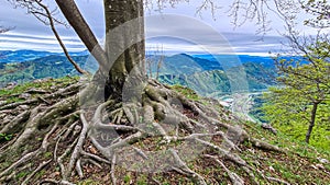 Mixnitz - A tree with strong roots in Grazer Bergland in Austria photo