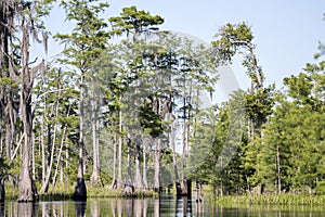 Mixons Hammock canoe kayak trail, Okefenokee National Wildlife Refuge, Georgia