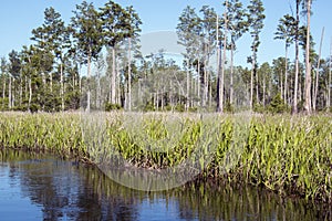 Mixons Hammock Maidencane grasses canoe kayak trail, Okefenokee National Wildlife Refuge, Georgia