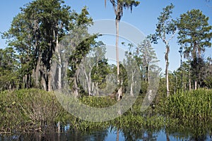 Mixons Hammock panorama Okefenokee Swamp ecosystem