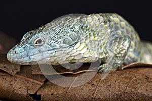 Mixtecan arboreal alligator lizard (Abronia mixteca)