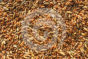 Mixture of different grains, golden wheat grains, background of mixed barley and oat seeds, mixture of cereals for animal feed,