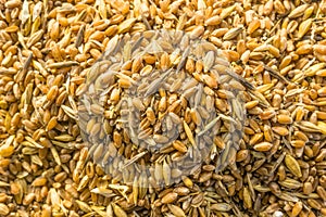 Mixture of different grains, golden wheat grains, background of mixed barley and oat seeds, mixture of cereals for animal feed,