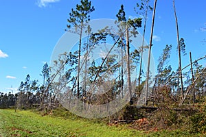 Hurricane Damaged Trees and downed power lines