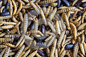 Mixed dried beetles and mealworms for insectivore pets. photo