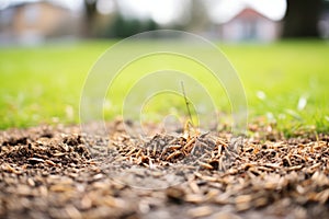 mixture of grass seeds for lawn thickening