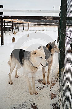 Mixture of several breeds for sports and endurance. Two Alaskan huskies in winter on snow behind fence of aviary are standing and