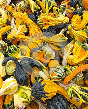 Mixture of spotted Ornamental Gourds