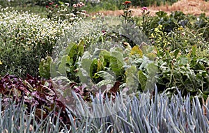 Mixture vegetable garden bed