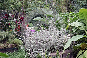Mixture vegetable and herbs garden bed