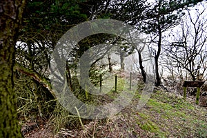 Mixture of vegetation wooded copse