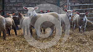 Mixture of young lambs