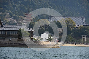 miyajima sakura