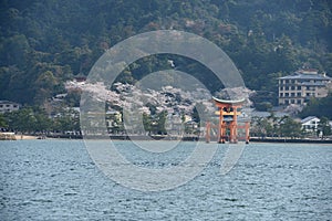 miyajima sakura