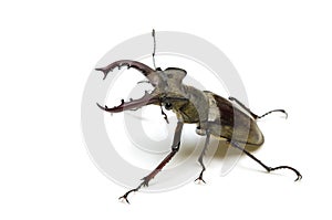 Miyama stag beetle