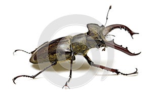 Miyama stag beetle