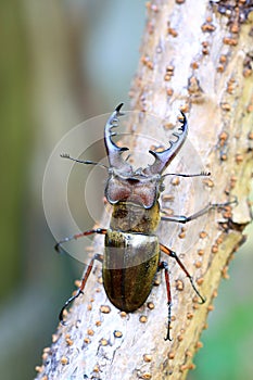 Miyama Stag Beetle