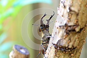 Miyama Stag Beetle