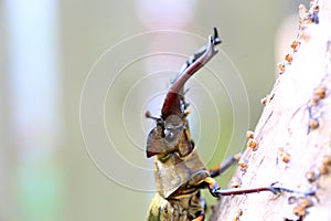 Miyama Stag Beetle