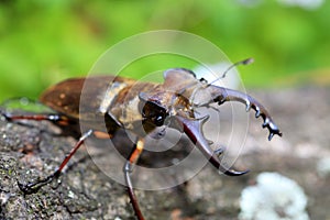 Miyama Stag Beetle