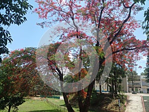 a mizo flower, mizo april blossoming in may