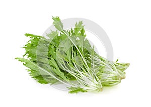 Mizuna lettuce isolated Japanese Mustard, vegetable salad for good health on white background