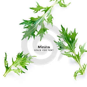 Mizuna salad leaves