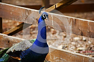 Mlae peacock farm fence behind