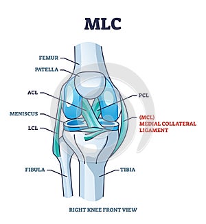 MLC or medial collateral ligament anatomical location in knee outline diagram