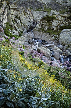 Mlynica brook, Mlynicka valley, High Tatras mountain, Slovakia