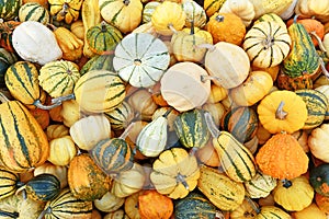 Mmany different ornamental gourds and pumpkins