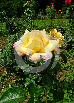 MME A Meilland Rose