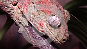 Mniarogekko chahoua commonly known as the mossy New Caledonian gecko, short-snouted New Caledonian gecko