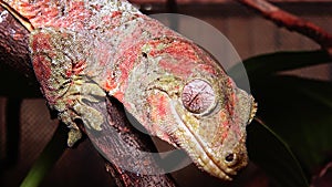 Mniarogekko chahoua commonly known as the mossy New Caledonian gecko, short-snouted New Caledonian gecko