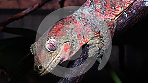 Mniarogekko chahoua commonly known as the mossy New Caledonian gecko, short-snouted New Caledonian gecko, Bavay`s giant gecko